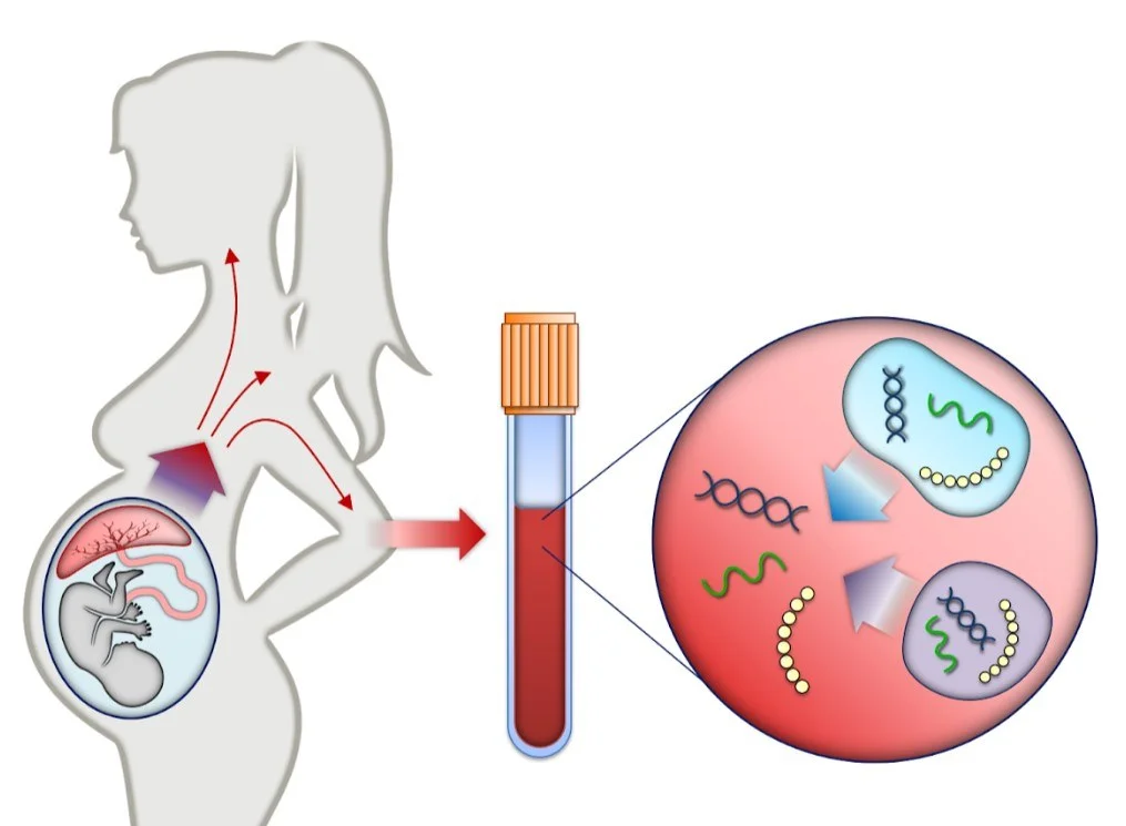 👶 妊活中に知っておきたい！DNA先端医療の新型出生前診断（NIPT）