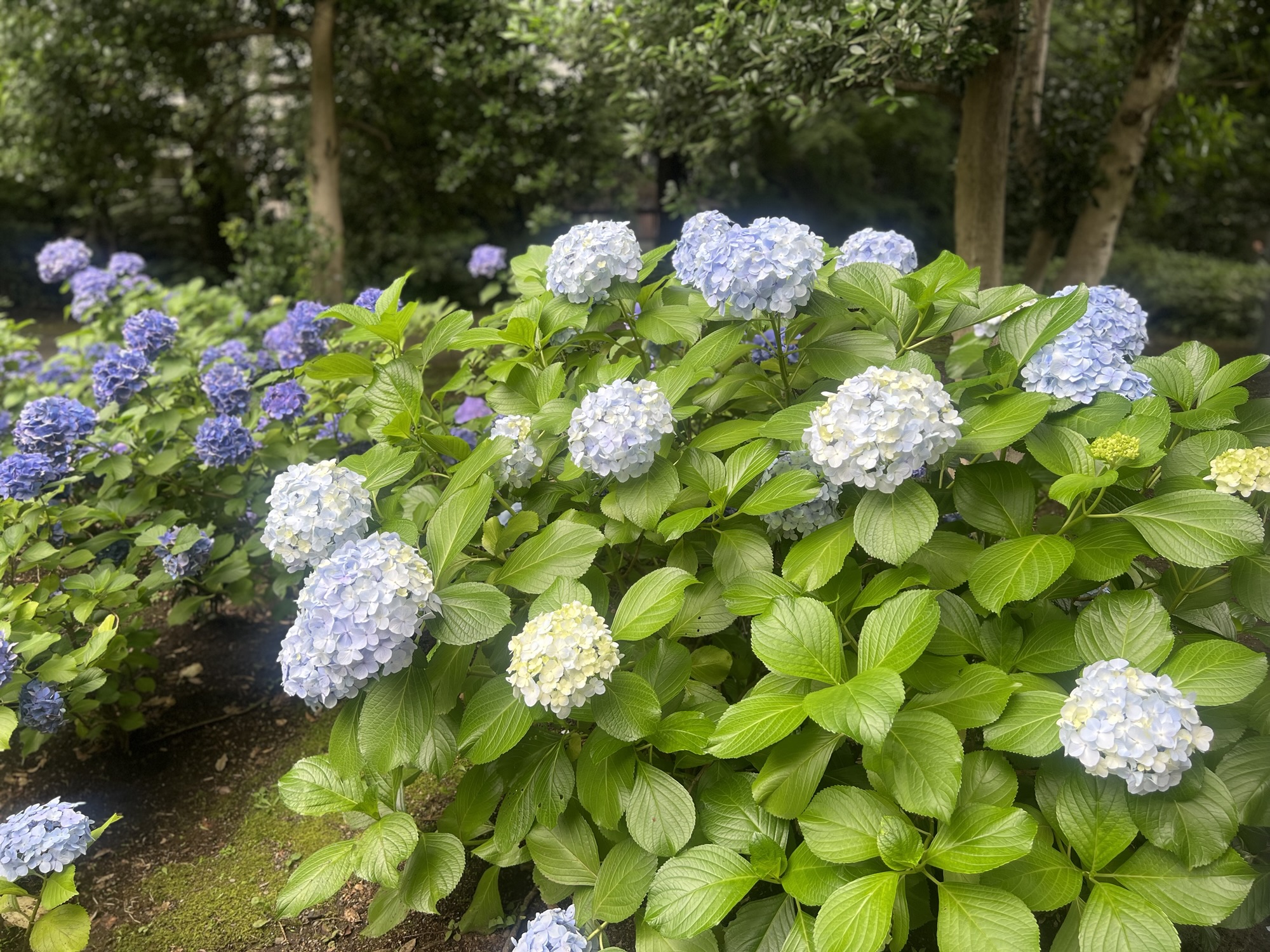 Rikugien Garden: Tokyo’s Hidden Japanese Garden You Shouldn’t Miss 🌿🇯🇵