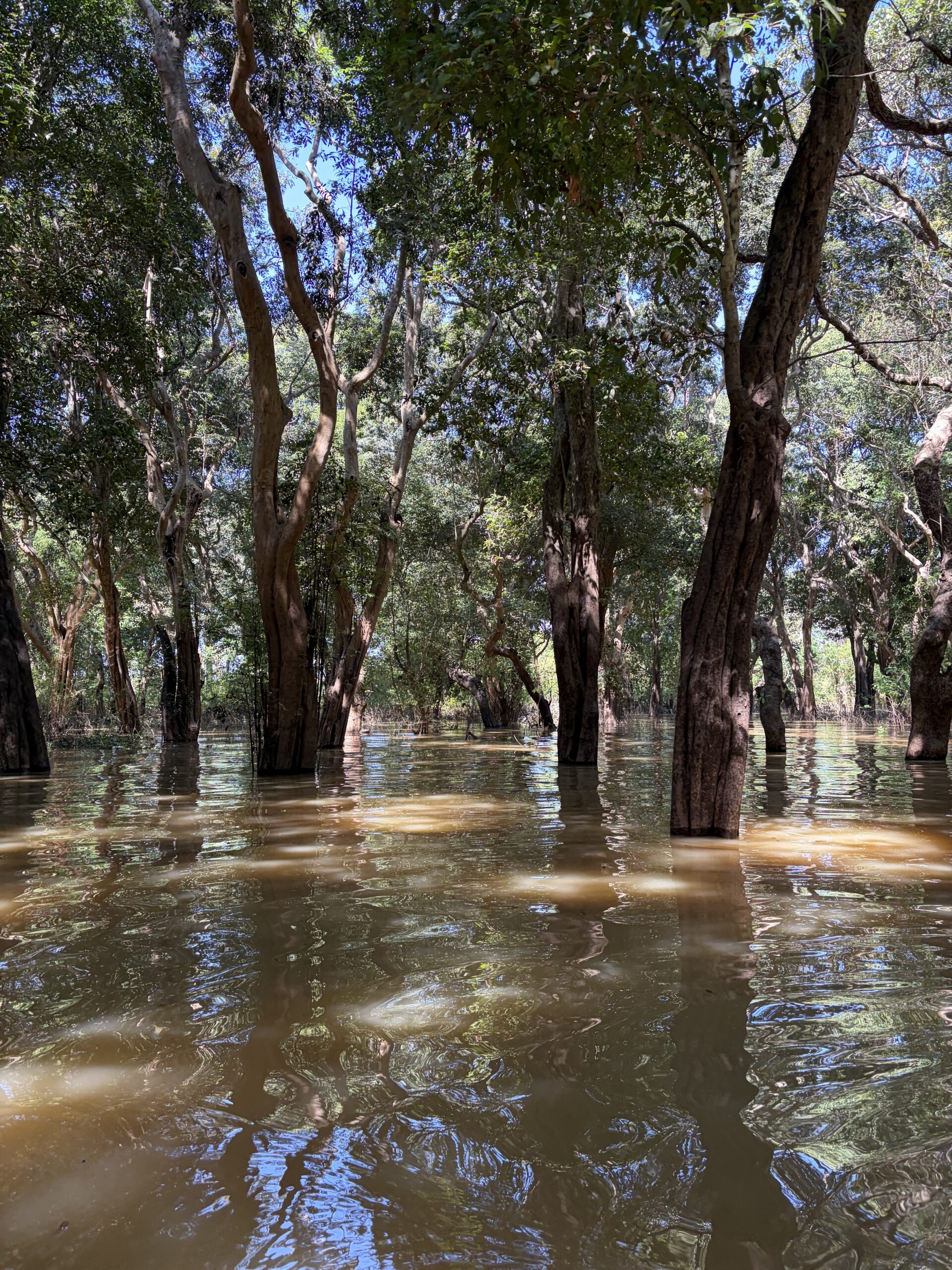 Flooded forest